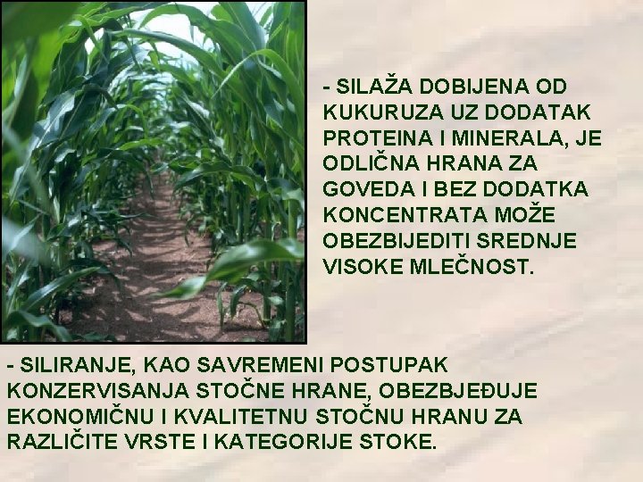 - SILAŽA DOBIJENA OD KUKURUZA UZ DODATAK PROTEINA I MINERALA, JE ODLIČNA HRANA ZA