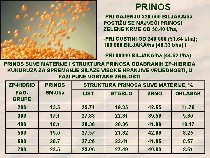 PRINOS -PRI GAJENJU 320 000 BILJAKA/ha POSTIŽU SE NAJVEĆI PRINOSI ZELENE KRME OD 58.