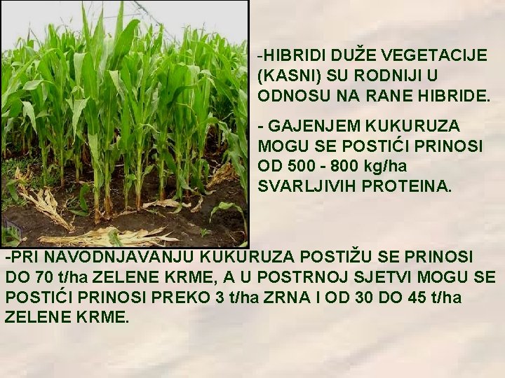 -HIBRIDI DUŽE VEGETACIJE (KASNI) SU RODNIJI U ODNOSU NA RANE HIBRIDE. - GAJENJEM KUKURUZA