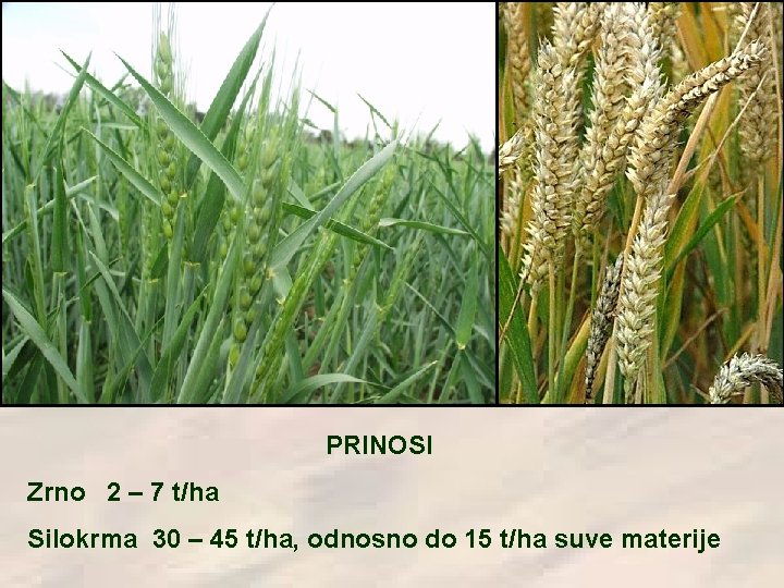 PRINOSI Zrno 2 – 7 t/ha Silokrma 30 – 45 t/ha, odnosno do 15