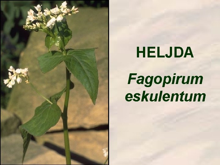 HELJDA Fagopirum eskulentum 