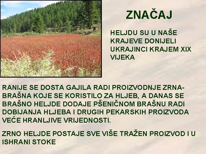 ZNAČAJ HELJDU SU U NAŠE KRAJEVE DONIJELI UKRAJINCI KRAJEM XIX VIJEKA RANIJE SE DOSTA