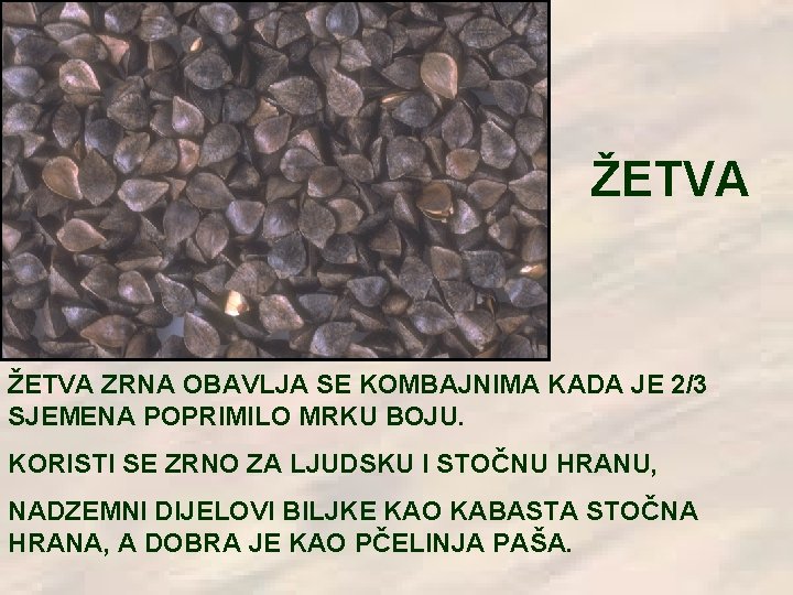 ŽETVA ZRNA OBAVLJA SE KOMBAJNIMA KADA JE 2/3 SJEMENA POPRIMILO MRKU BOJU. KORISTI SE