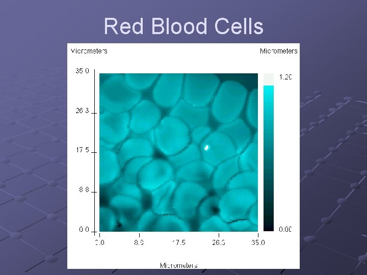 Red Blood Cells 