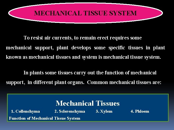 MECHANICAL TISSUE SYSTEM To resist air currents, to remain erect requires some mechanical support,