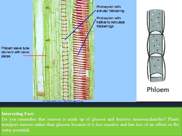 Interesting Fact: Do you remember that sucrose is made up of glucose and fructose