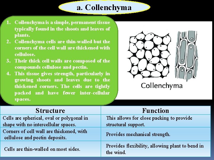 a. Collenchyma 1. Collenchyma is a simple, permanent tissue typically found in the shoots