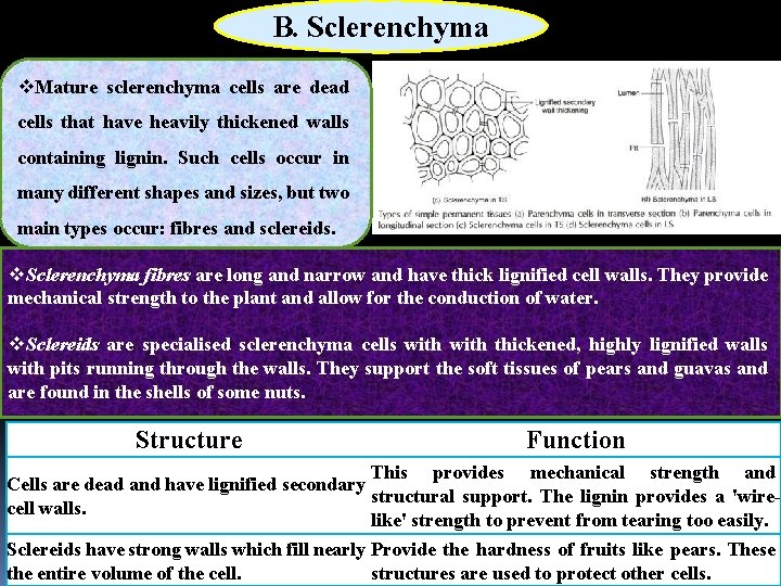 B. Sclerenchyma v. Mature sclerenchyma cells are dead cells that have heavily thickened walls