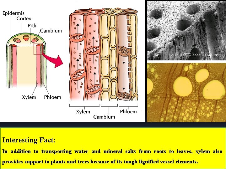 Interesting Fact: In addition to transporting water and mineral salts from roots to leaves,
