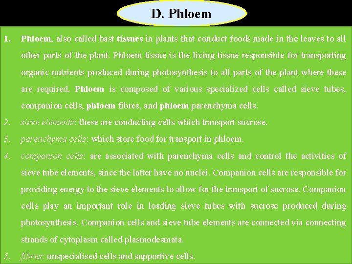 D. Phloem 1. Phloem, also called bast tissues in plants that conduct foods made