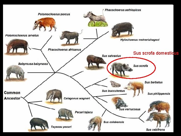 Sus scrofa domesticus 