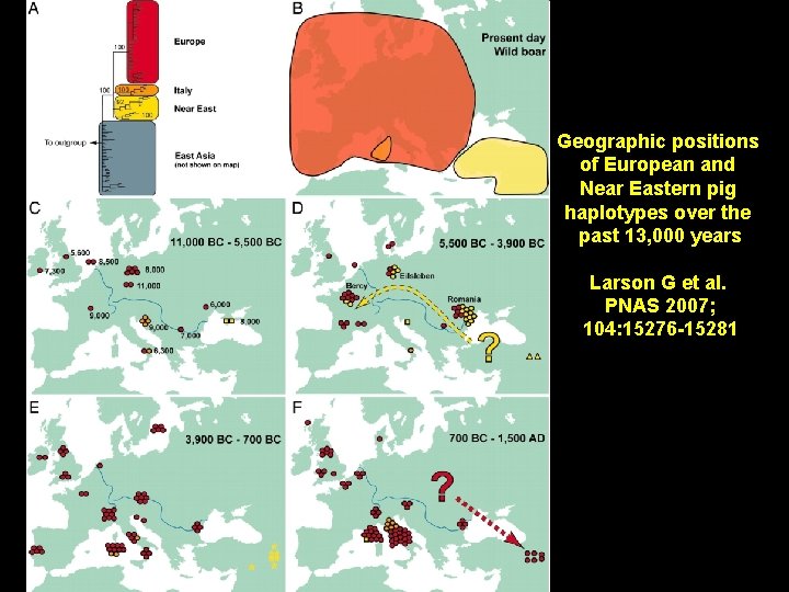 Geographic positions of European and Near Eastern pig haplotypes over the past 13, 000
