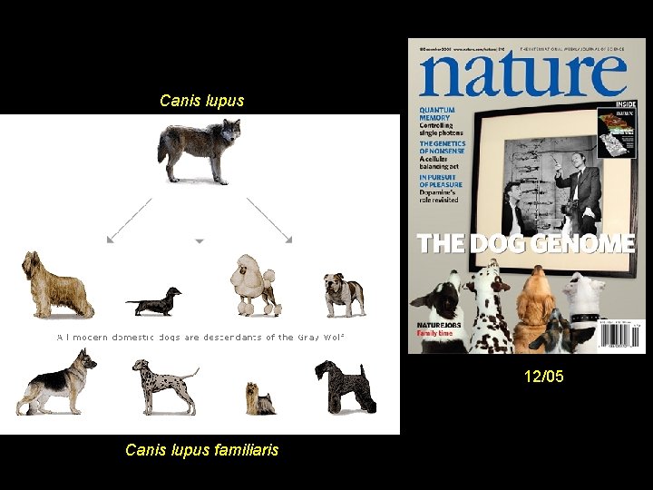 Canis lupus 12/05 Canis lupus familiaris 