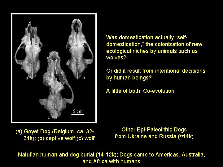 Was domestication actually “selfdomestication, ” the colonization of new ecological niches by animals such