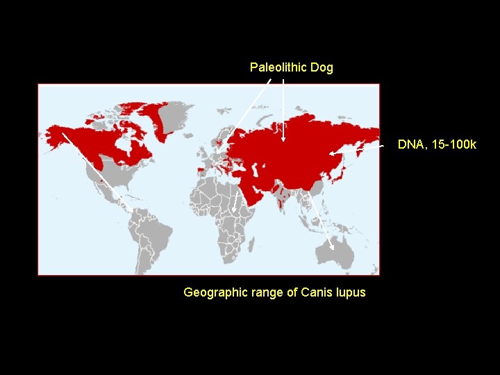 Paleolithic Dog DNA, 15 -100 k Geographic range of Canis lupus 