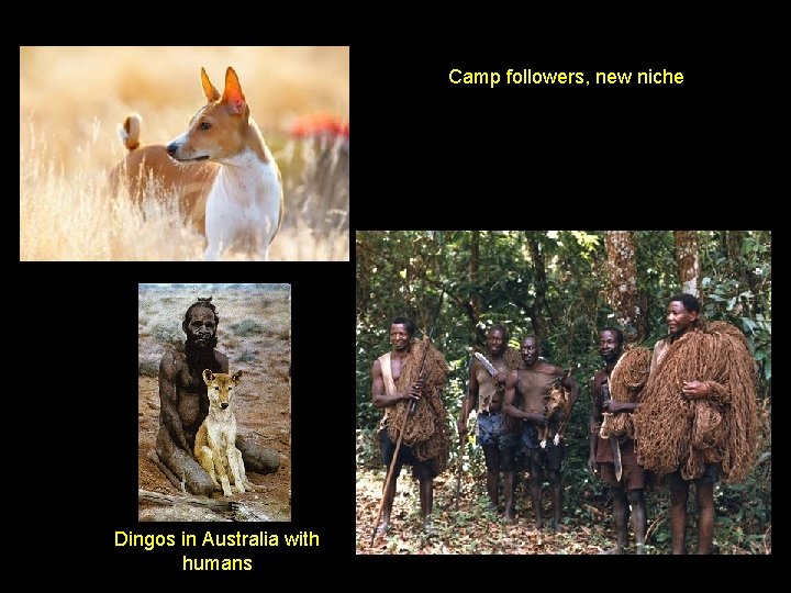 Camp followers, new niche Dingos in Australia with humans 