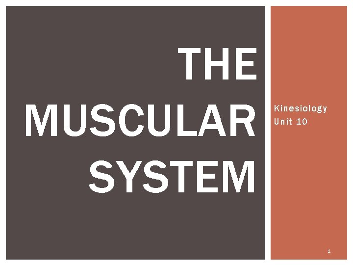 THE MUSCULAR SYSTEM Kinesiology Unit 10 1 