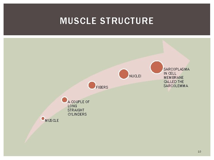 MUSCLE STRUCTURE NUCLEI FIBERS SARCOPLASMA IN CELL MEMBRANE CALLED THE SARCOLEMMA A COUPLE OF