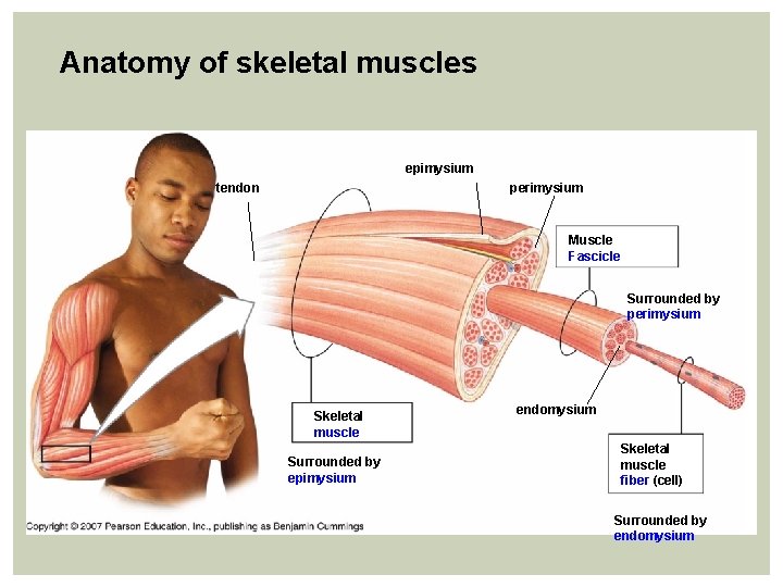 Anatomy of skeletal muscles epimysium tendon perimysium Muscle Fascicle Surrounded by perimysium Skeletal muscle