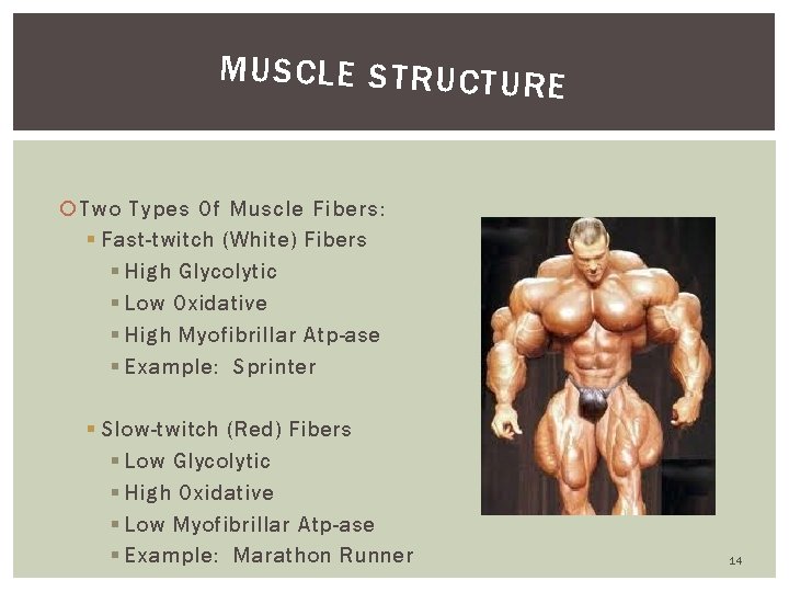 MUSCLE STRUCTUR E Two Types Of Muscle Fibers: § Fast-twitch (White) Fibers § High