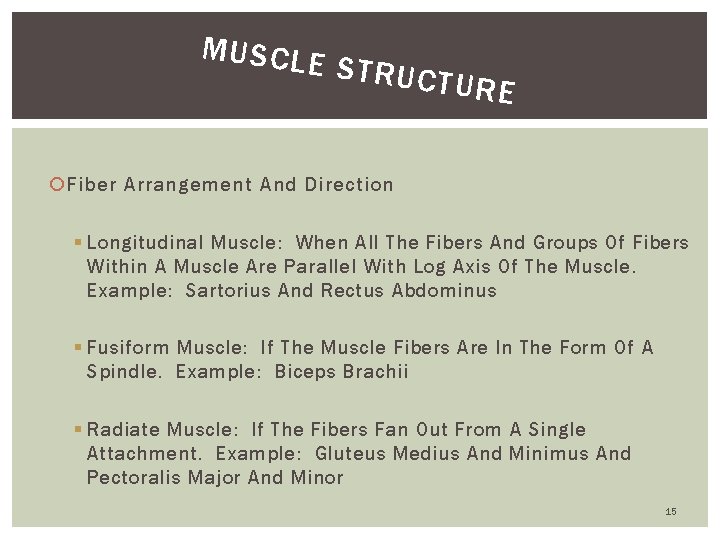MUSCLE STRUCT URE Fiber Arrangement And Direction § Longitudinal Muscle: When All The Fibers