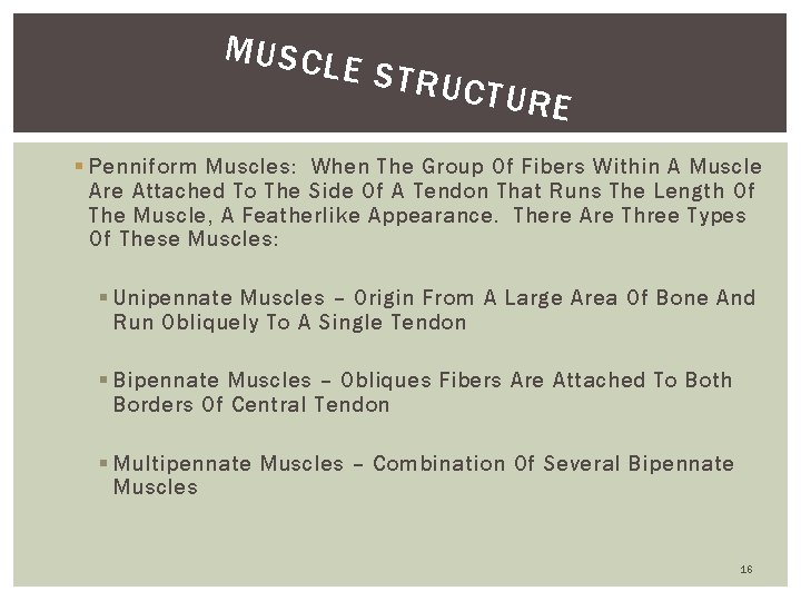 MUSCL E STRU CTURE § Penniform Muscles: When The Group Of Fibers Within A