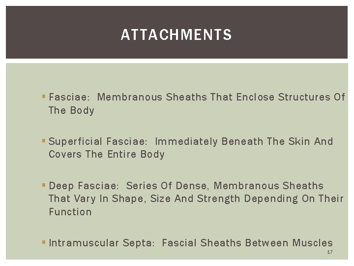 ATTACHMENTS § Fasciae: Membranous Sheaths That Enclose Structures Of The Body § Superficial Fasciae: