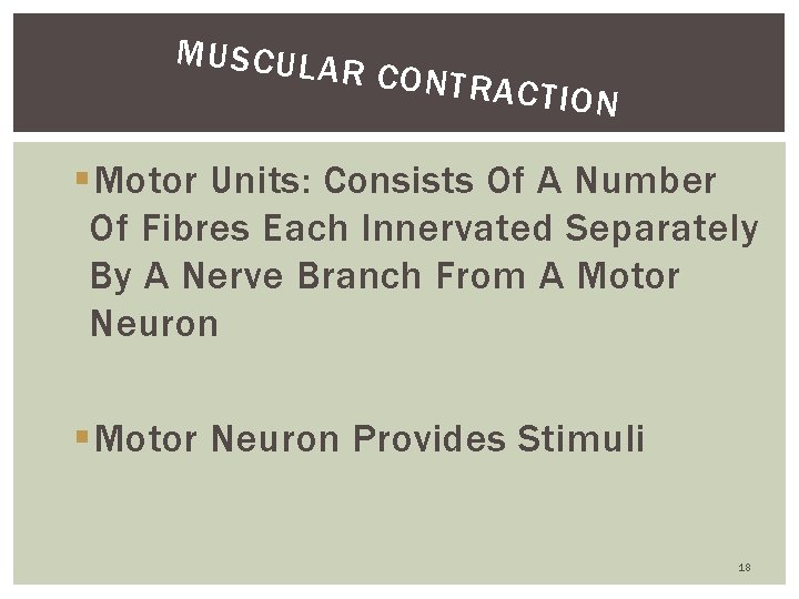 MUSCULA R CONTR ACTION §Motor Units: Consists Of A Number Of Fibres Each Innervated