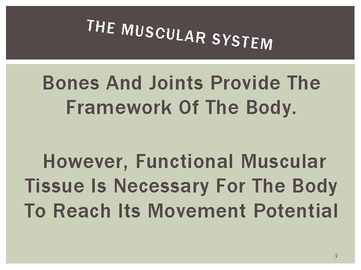 THE MUSC ULAR SYS TEM Bones And Joints Provide The Framework Of The Body.