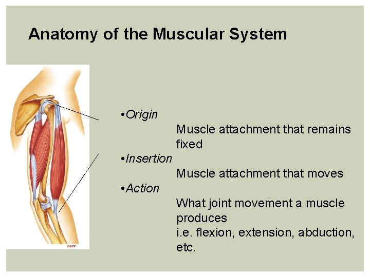 Anatomy of the Muscular System • Origin Muscle attachment that remains fixed • Insertion