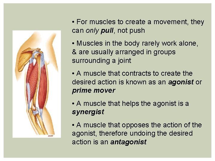  • For muscles to create a movement, they can only pull, not push
