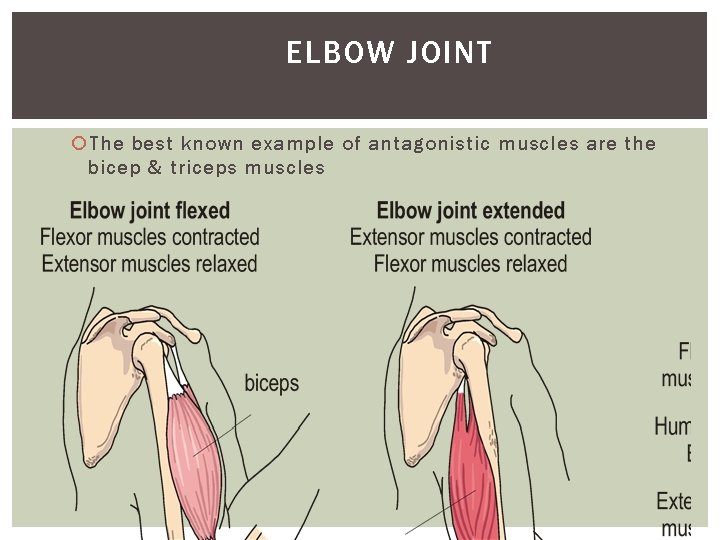 ELBOW JOINT The best known example of antagonistic muscles are the bicep & triceps