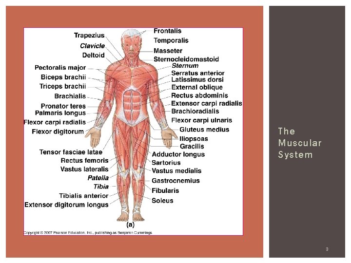 The Muscular System 3 