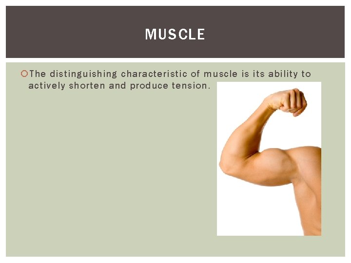 MUSCLE The distinguishing characteristic of muscle is its ability to actively shorten and produce