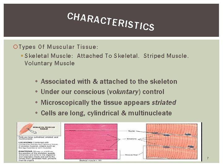 CHARAC TERISTI CS Types Of Muscular Tissue: § Skeletal Muscle: Attached To Skeletal. Striped