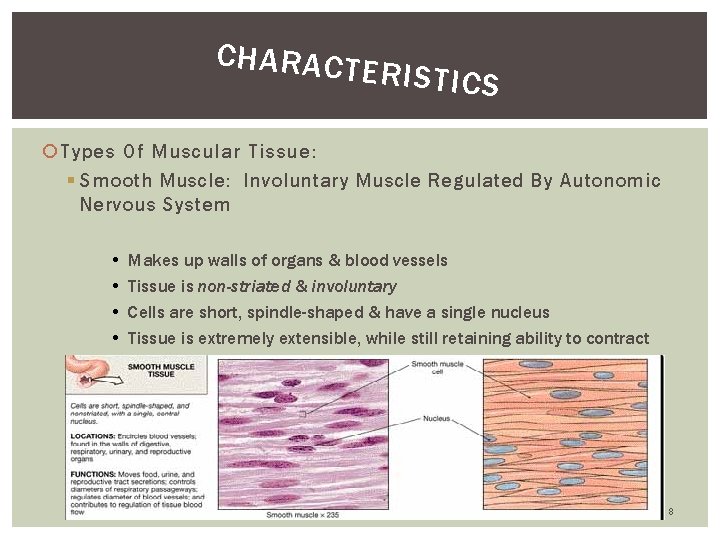 CHARACT ERISTICS Types Of Muscular Tissue: § Smooth Muscle: Involuntary Muscle Regulated By Autonomic