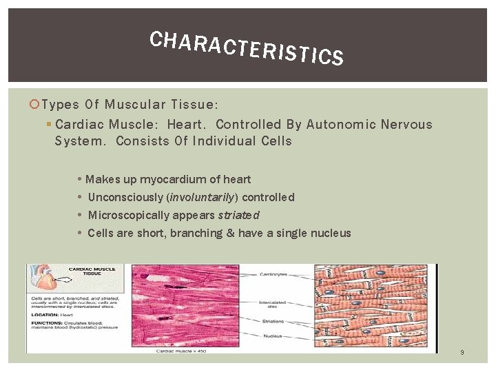 CHARACTE RISTICS Types Of Muscular Tissue: § Cardiac Muscle: Heart. Controlled By Autonomic Nervous