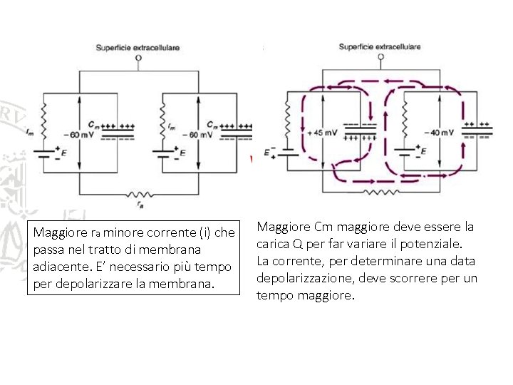Maggiore ra minore corrente (i) che passa nel tratto di membrana adiacente. E’ necessario Maggiore ra minore corrente (i) che passa nel tratto di membrana adiacente. E’ necessario