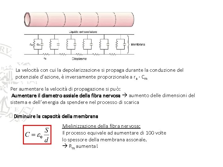 La velocità con cui la depolarizzazione si propaga durante la conduzione del potenziale d’azione, La velocità con cui la depolarizzazione si propaga durante la conduzione del potenziale d’azione,