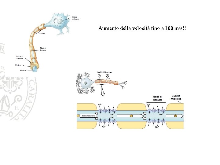 Aumento della velocità fino a 100 m/s!! Aumento della velocità fino a 100 m/s!!