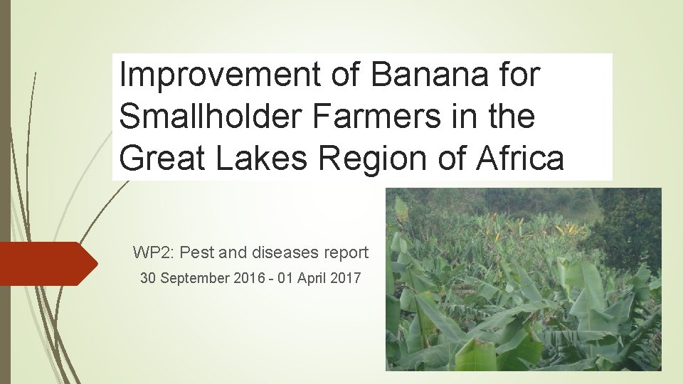 Improvement of Banana for Smallholder Farmers in the Great Lakes Region of Africa WP