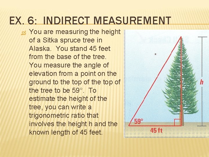 EX. 6: INDIRECT MEASUREMENT You are measuring the height of a Sitka spruce tree