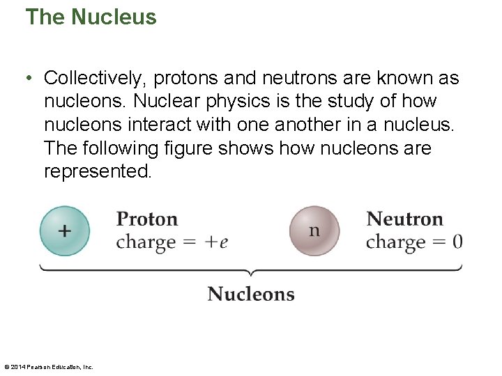The Nucleus • Collectively, protons and neutrons are known as nucleons. Nuclear physics is