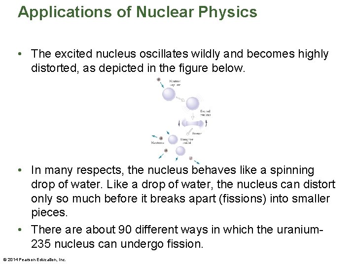 Applications of Nuclear Physics • The excited nucleus oscillates wildly and becomes highly distorted,