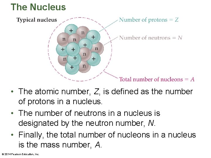 The Nucleus • The atomic number, Z, is defined as the number of protons