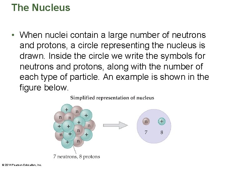 The Nucleus • When nuclei contain a large number of neutrons and protons, a