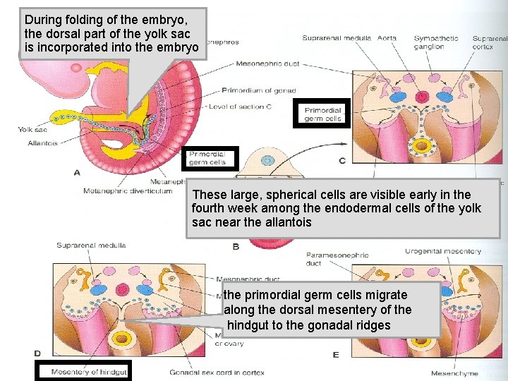 During folding of the embryo, the dorsal part of the yolk sac is incorporated