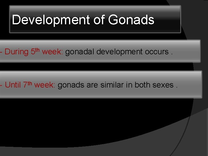 Development of Gonads - During 5 th week: gonadal development occurs. - Until 7