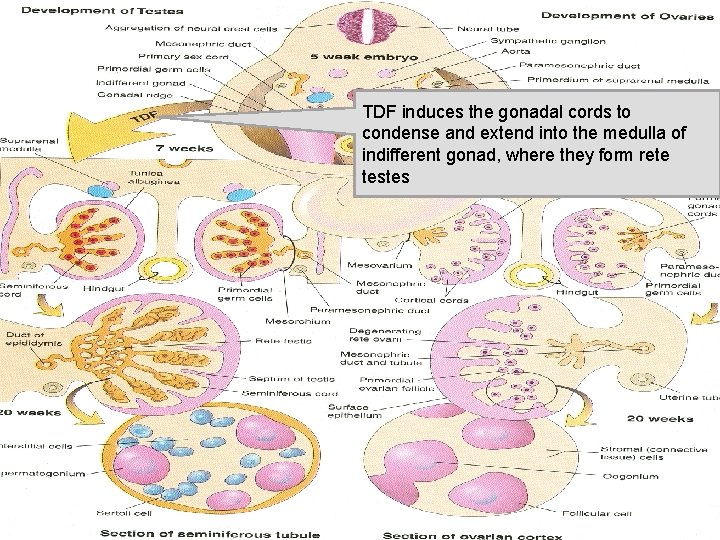 TDF induces the gonadal cords to condense and extend into the medulla of indifferent