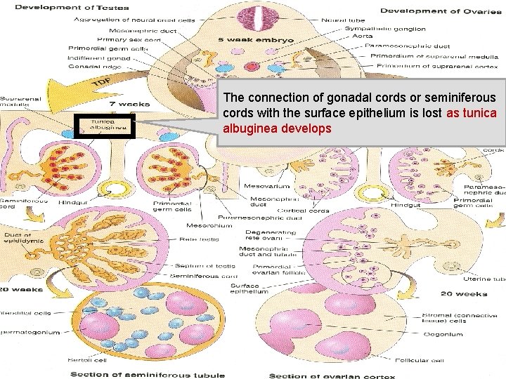 The connection of gonadal cords or seminiferous cords with the surface epithelium is lost